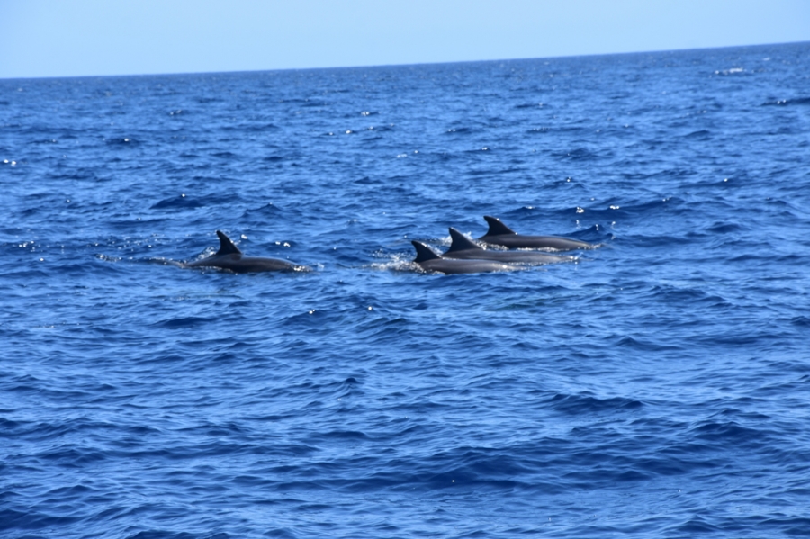 Northern Aegean Dolphin Project: Καλοκαίρι με τα δελφίνια της Αλοννήσου