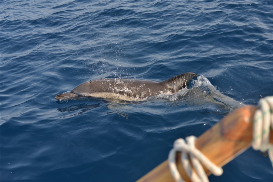 Οι μαθητές μας γράφουν για το Northern Aegean Dolphin Project