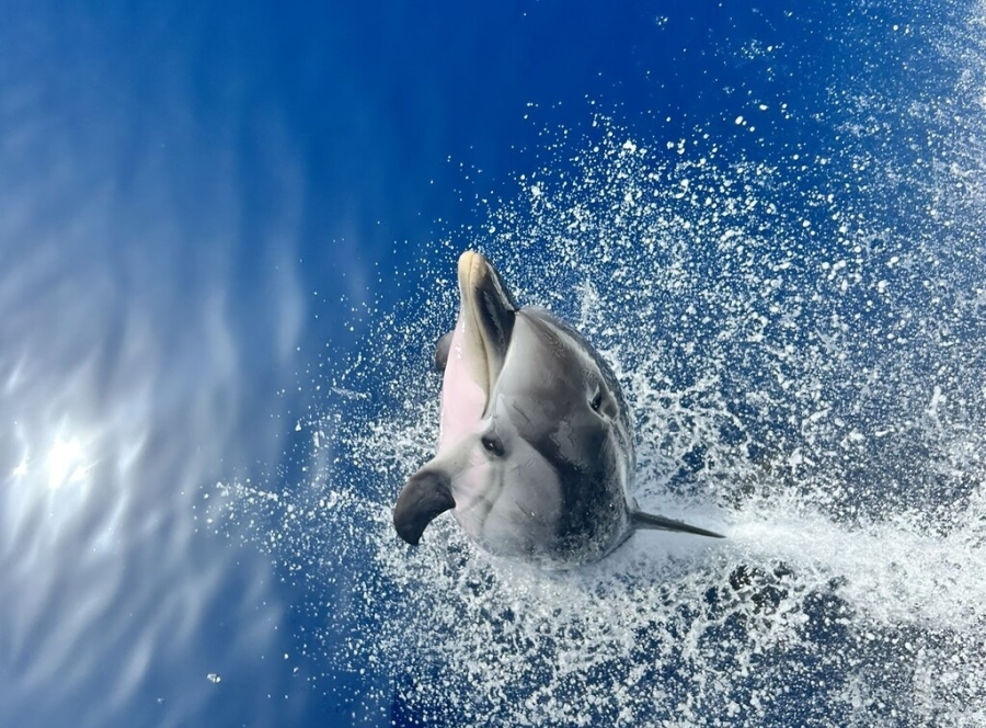 North Aegean Dolphin Project: Εννέα χρόνια περιβαλλοντικής έρευνας και βιωματικής μάθησης στην Αλόννησο