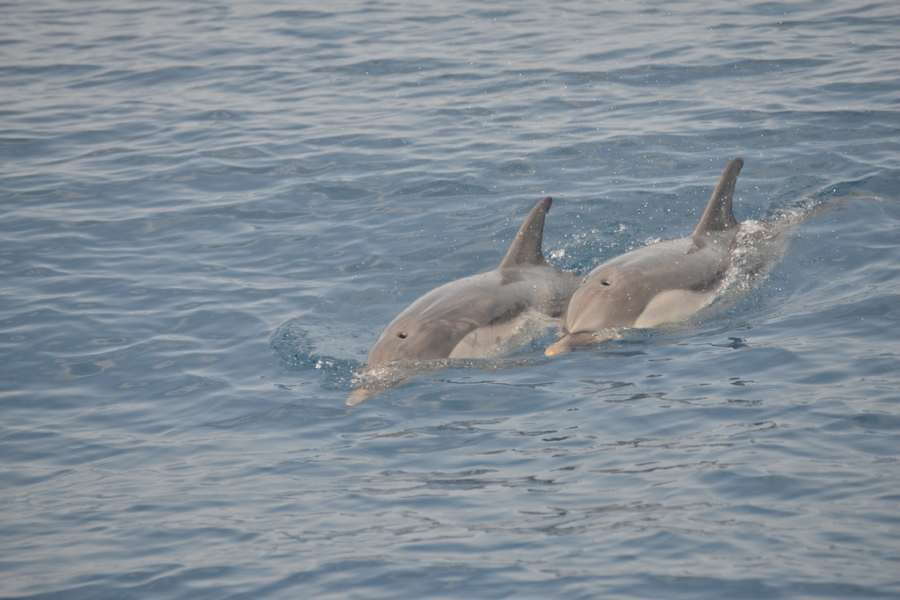 Καλοκαίρι στην Αλόννησο παρέα με τα δελφίνια